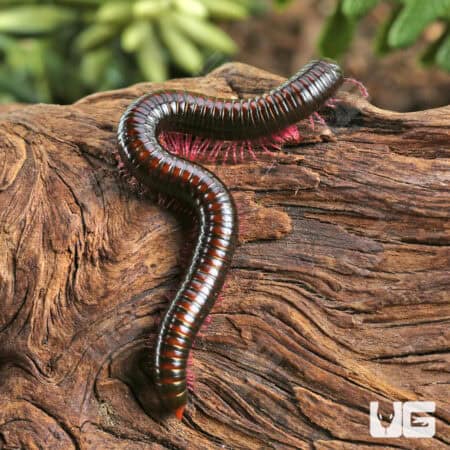 Gold Striped Pink Legged Millipede For Sale - Underground Reptiles