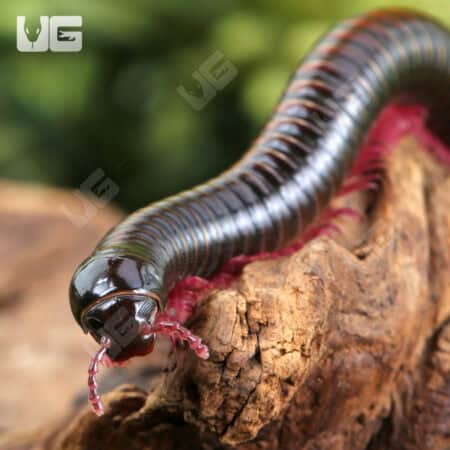 Gold Striped Pink Legged Millipede For Sale - Underground Reptiles