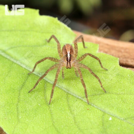 Hentz's Rabid Wolf Spiders (Rabidosa hentzi) for Sale - Underground Reptiles