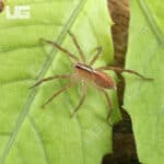 Hentz's Rabid Wolf Spiders (Rabidosa hentzi) for Sale - Underground Reptiles