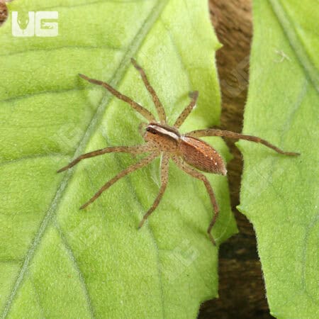 Hentz's Rabid Wolf Spiders (Rabidosa hentzi) for Sale - Underground Reptiles