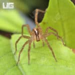 Hentz's Rabid Wolf Spiders (Rabidosa hentzi) for Sale - Underground Reptiles