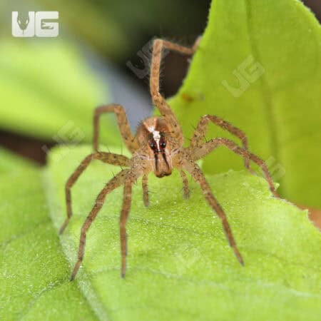Hentz's Rabid Wolf Spiders (Rabidosa hentzi) for Sale - Underground Reptiles