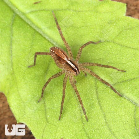 Hentz's Rabid Wolf Spiders (Rabidosa hentzi) for Sale - Underground Reptiles