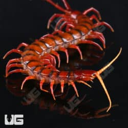 Indonesian Cherry Head Centipede For Sale - Underground Reptiles