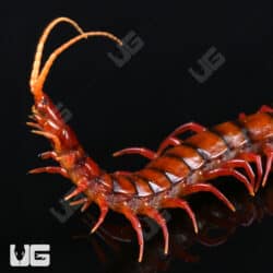 Indonesian Cherry Head Centipede For Sale - Underground Reptiles