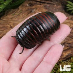 Indonesian Giant Pill Millipede (Zephronia siamensis) For Sale - Underground Reptiles
