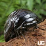 Indonesian Giant Pill Millipede (Zephronia siamensis) For Sale - Underground Reptiles