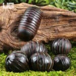 Indonesian Giant Pill Millipede (Zephronia siamensis) For Sale - Underground Reptiles