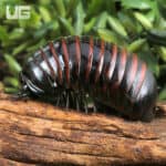 Indonesian Giant Pill Millipede (Zephronia siamensis) For Sale - Underground Reptiles