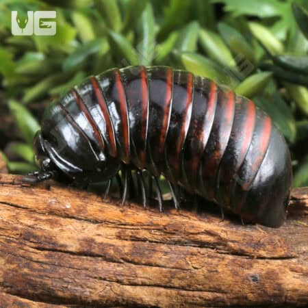 Indonesian Giant Pill Millipede (Zephronia siamensis) For Sale - Underground Reptiles