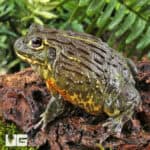 Giant Pixie Frogs For Sale - Underground Reptiles