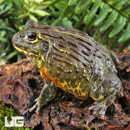 Giant Pixie Frogs For Sale - Underground Reptiles