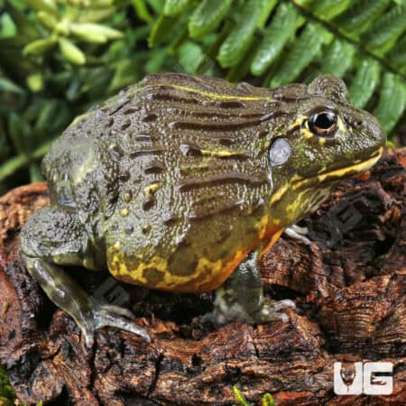 Giant Pixie Frogs For Sale - Underground Reptiles