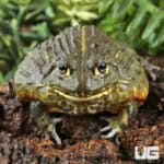 Giant Pixie Frogs For Sale - Underground Reptiles