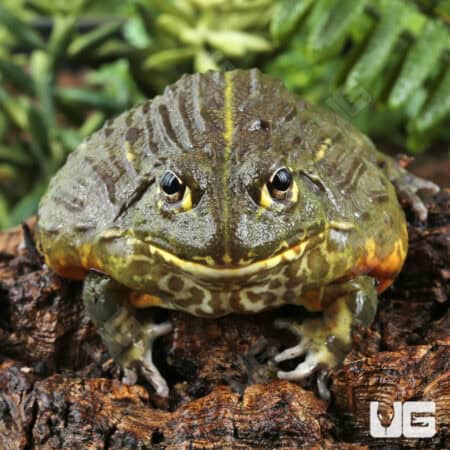 Giant Pixie Frogs For Sale - Underground Reptiles