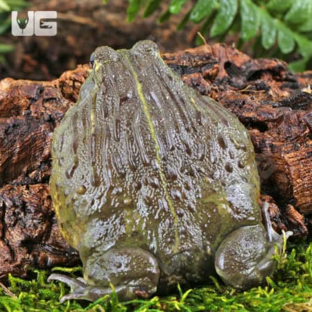Giant Pixie Frogs For Sale - Underground Reptiles