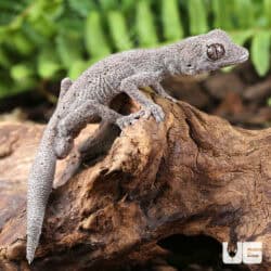 Kristin's Spiny Tail Geckos For Sale - Underground Reptiles