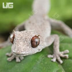 Kristin's Spiny Tail Geckos For Sale - Underground Reptiles