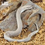 Western Hognose Snake, male axanthic super anaconda het snow, on rocky terrain.