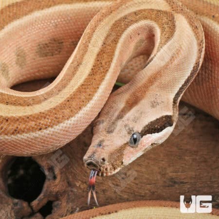 Male Burke T+ Hypo Fire Gen Stripe Boa For Sale - Underground Reptiles