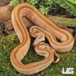 Male Burke T+ Hypo Fire Gen Stripe Boa For Sale - Underground Reptiles