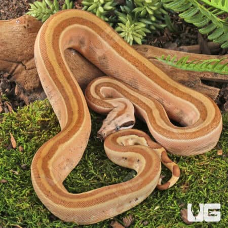 Male Burke T+ Hypo Fire Gen Stripe Boa For Sale - Underground Reptiles