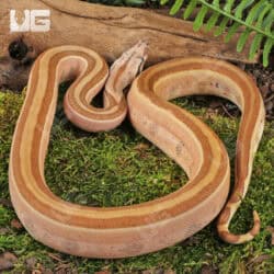 Male Burke T+ Hypo Fire Gen Stripe Boa For Sale - Underground Reptiles