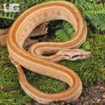 Male Burke T+ Hypo Fire Gen Stripe Boa For Sale - Underground Reptiles