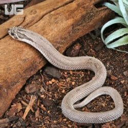 Western Hognose Snake in natural habitat, showcasing its distinctive pattern.
