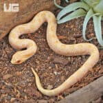 Western Hognose Snake, Toffee Glow Anaconda, reptile for sale.