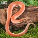 New Guinea Legless Lizards For Sale - Underground Reptiles