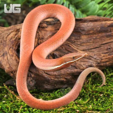 New Guinea Legless Lizards For Sale - Underground Reptiles