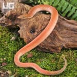 New Guinea Legless Lizards For Sale - Underground Reptiles