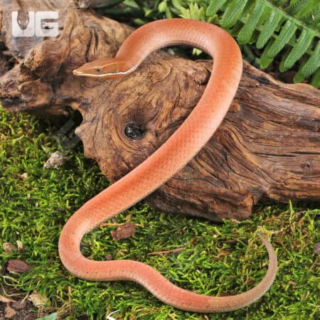 New Guinea Legless Lizards For Sale - Underground Reptiles