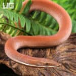 New Guinea Legless Lizards For Sale - Underground Reptiles