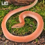 New Guinea Legless Lizards For Sale - Underground Reptiles