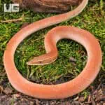 New Guinea Legless Lizards For Sale - Underground Reptiles