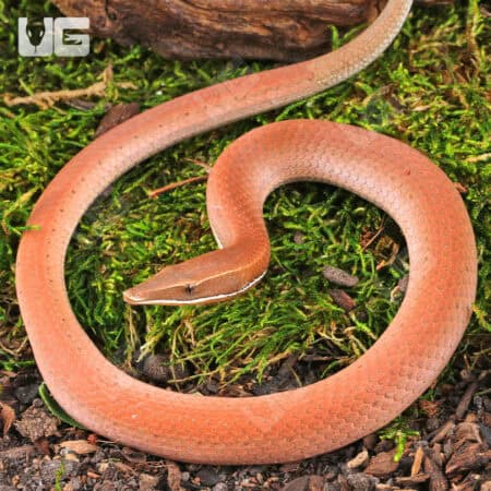 New Guinea Legless Lizards For Sale - Underground Reptiles