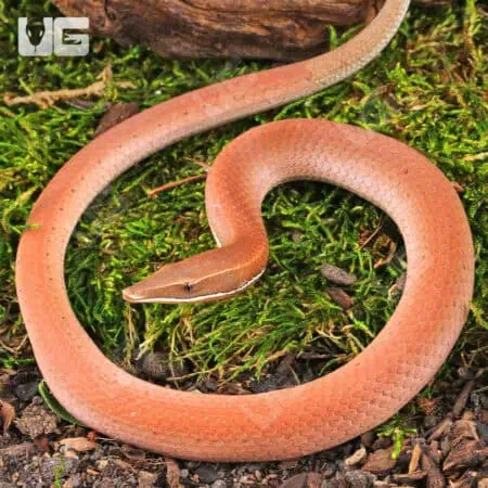 New Guinea Legless Lizards For Sale - Underground Reptiles
