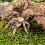 Rio Grande Gold Tarantulas For Sale - Underground Reptiles