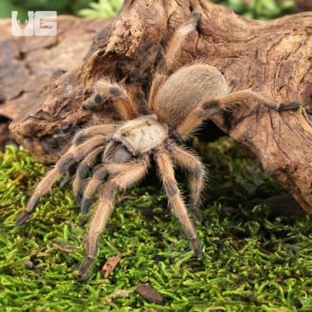Rio Grande Gold Tarantulas For Sale - Underground Reptiles