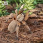 Rio Grande Gold Tarantulas For Sale - Underground Reptiles