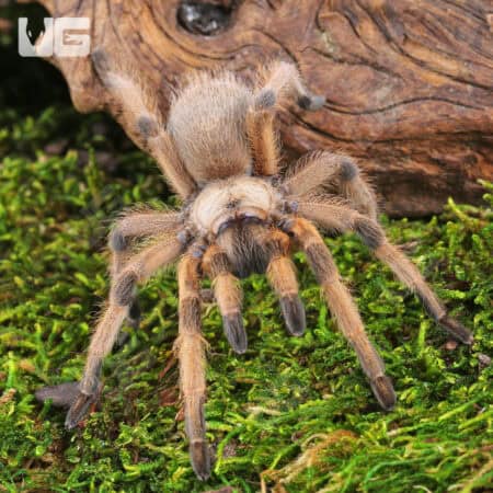 Rio Grande Gold Tarantulas For Sale - Underground Reptiles