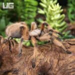 Rio Grande Gold Tarantulas For Sale - Underground Reptiles