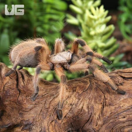Rio Grande Gold Tarantulas For Sale - Underground Reptiles
