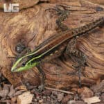 Striped Forest Whiptail Lizards (Kentropyx calcarata) For Sale - Underground Reptiles