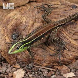 Striped Forest Whiptail Lizards (Kentropyx calcarata) For Sale - Underground Reptiles
