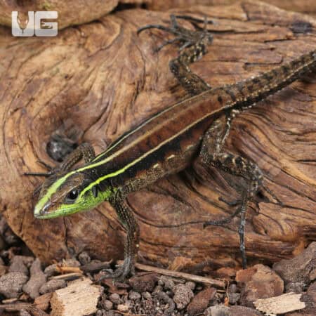 Striped Forest Whiptail Lizards (Kentropyx calcarata) For Sale - Underground Reptiles
