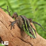 Striped Forest Whiptail Lizards (Kentropyx calcarata) For Sale - Underground Reptiles